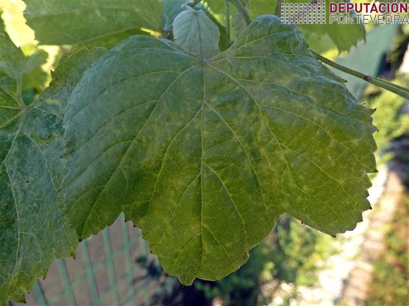 02ago17_Picaduras que en laboratorio se confirmou eran de acariose.jpg