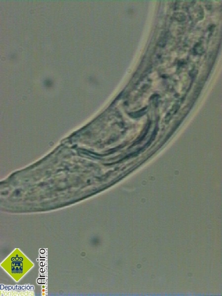 Bursaphelnchus xylophilus espiculas macho.jpg