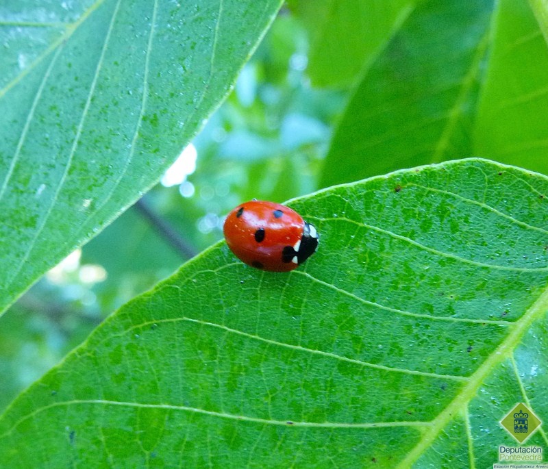 Coccinela 7-punctata en hoja de nogal.jpg
