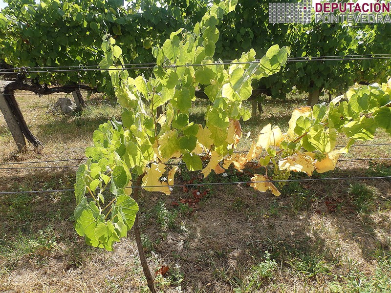 08ago18_Efectos ola calor en planta debil.jpg