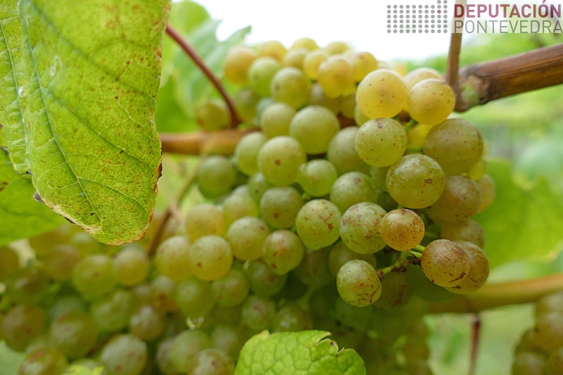 20230801_Cor dourada en acio albariño 20230801_Cor dourada en acio albariño