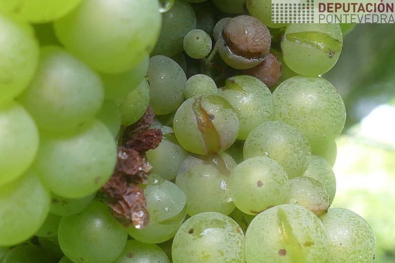 20230802_Choivas provocaron que algunhas uvas rebentasen 20230802_Choivas provocaron que algunhas uvas rebentasen