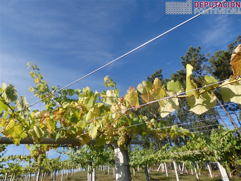 Cor amarelenta por seca e escasez de solo.jpg