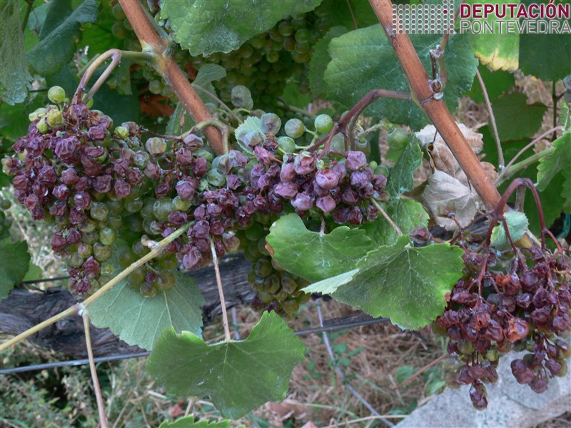 Situacion 17ago16 de racimos afectados por golpe de sol.jpg