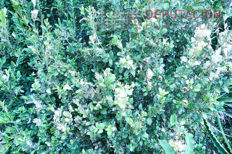 20230713_Planta_de_buxo_parcialmente_danada_Cydalima.jpg