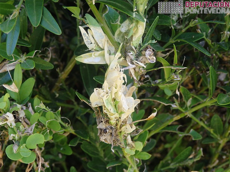 Outro efecto da bolboreta do buxo.jpg