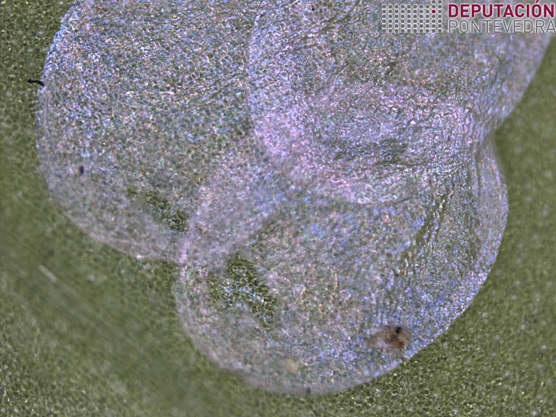 Ovos de C perspectalis eclosionados 40x-2.jpg