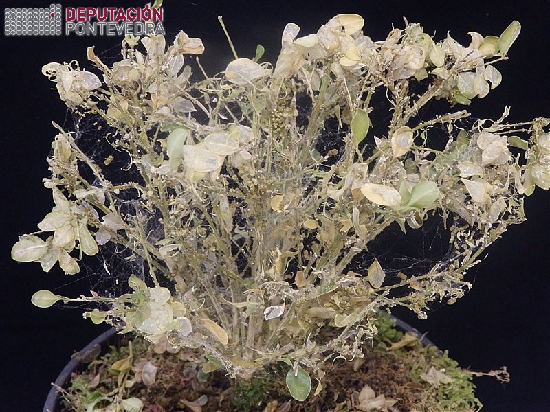 Planta de viveiro con forte ataque Cydalima.jpg