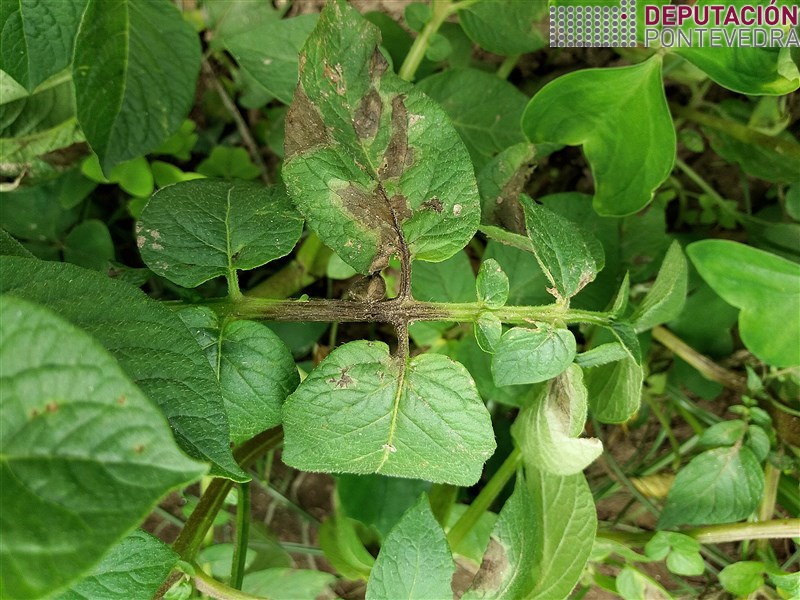 Sintoma mildio en rama pataca.jpg