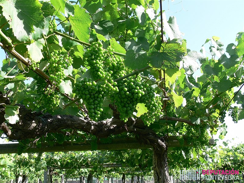 Os esfollados non deben deixar os acios totalmente ao sol.jpg