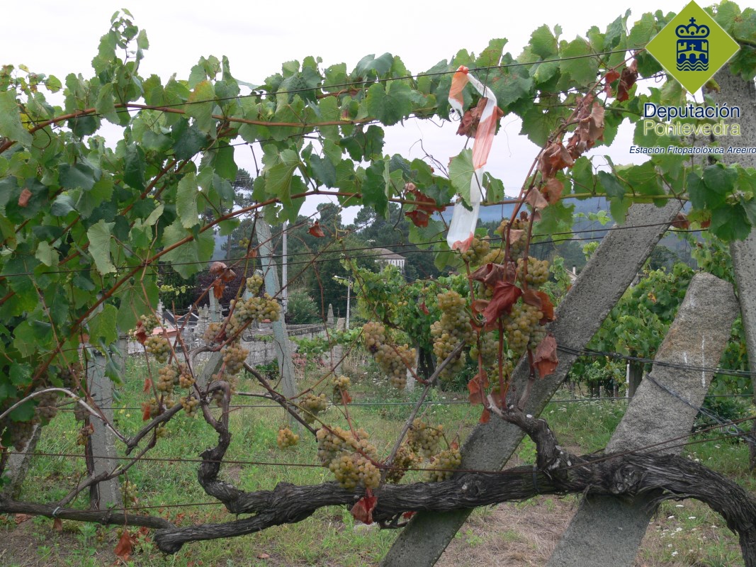 Marcar planta madera.jpg