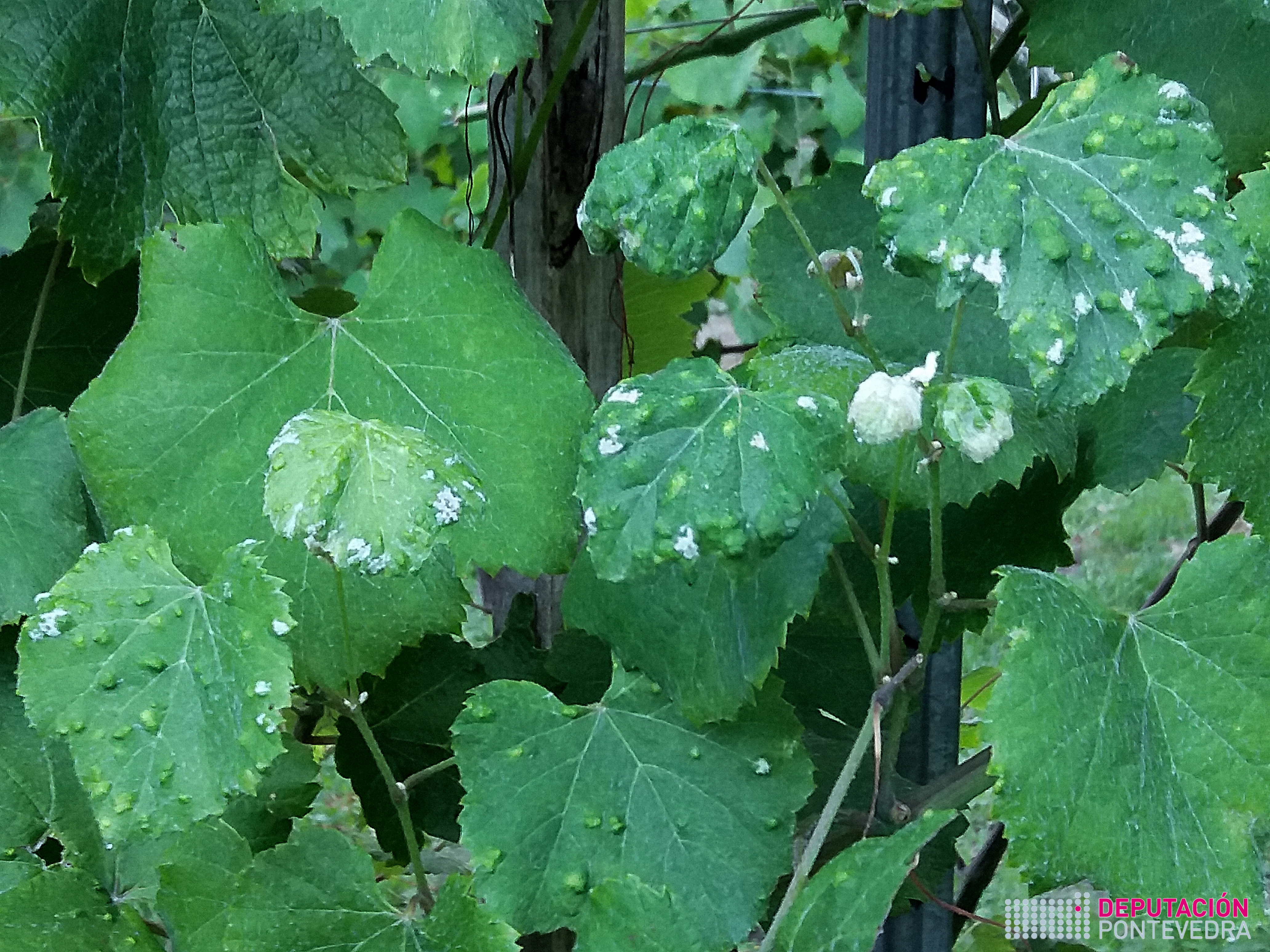 14xuñ17_Alguns gormos presentan moita erinose.jpg