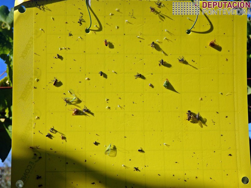 02ago17_Cara dunha trampa con numero capturas mais frecuente.jpg