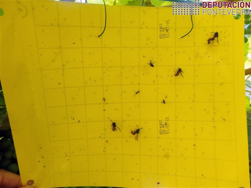 02ago17_Unha das caras da trampa de Tollo.jpg