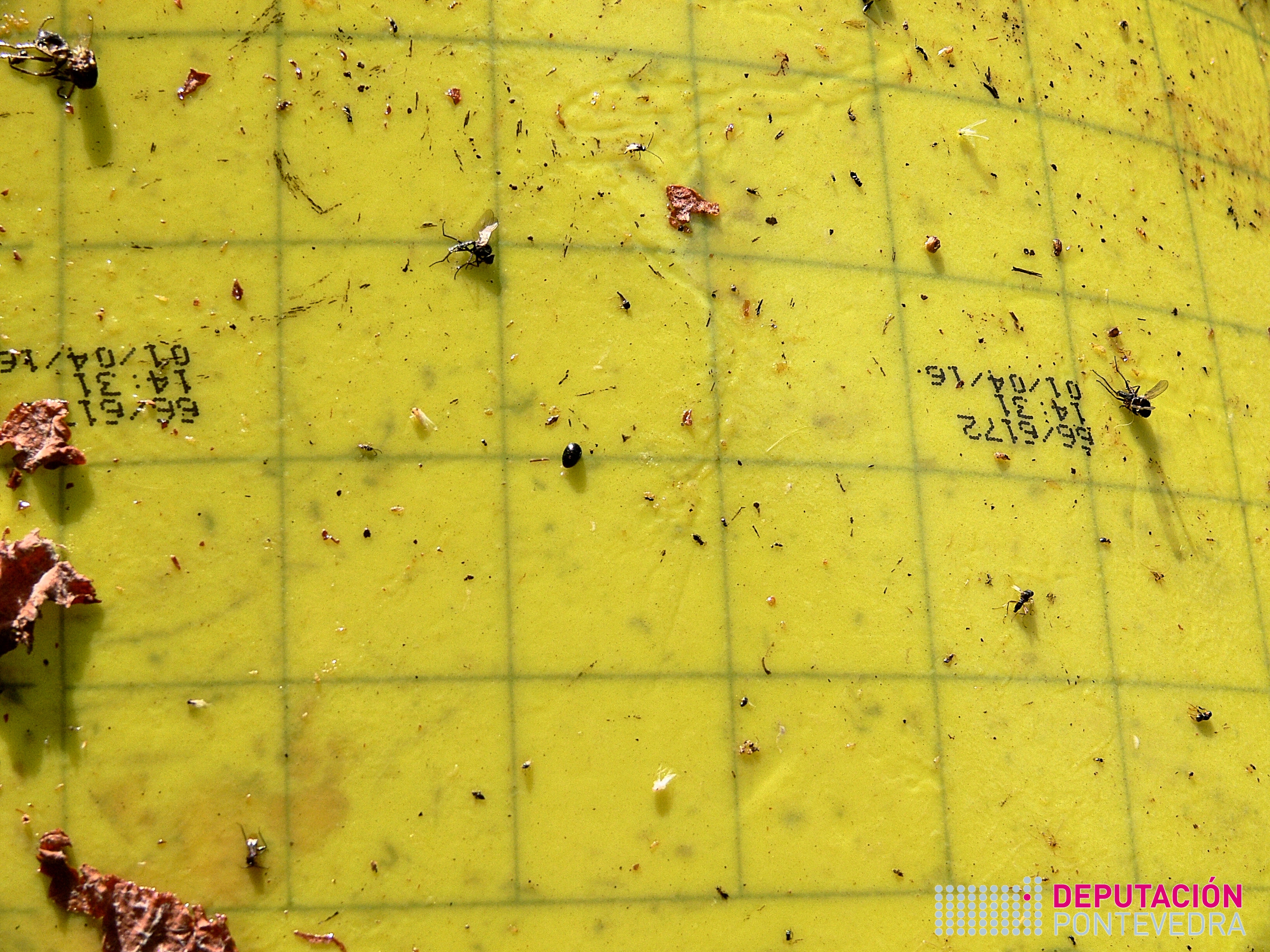 14xuñ17_Vista parcial de trampa con capturas cicadelidos nunha semana .jpg