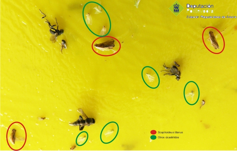 Capturas_de_Scaphoideus_titanus_e_outros.jpg