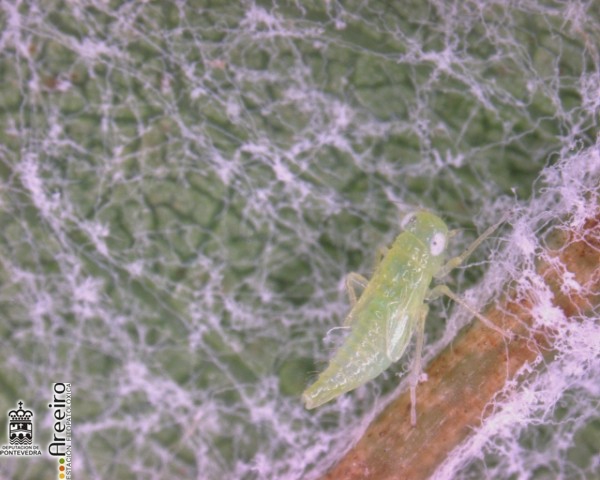 Larva de Cicadélido