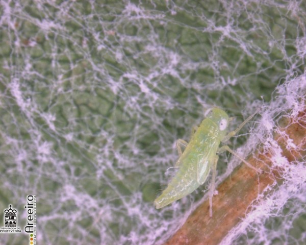 Larva_de_Cicadelido.jpg