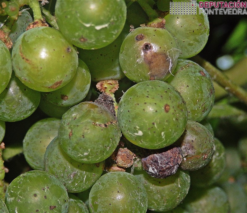 02ago17_Orificio de penetracion e danos de Lobesia.jpg