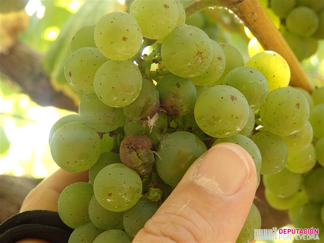 09ago17_Sintoma ataque eirugas couza_ES.jpg