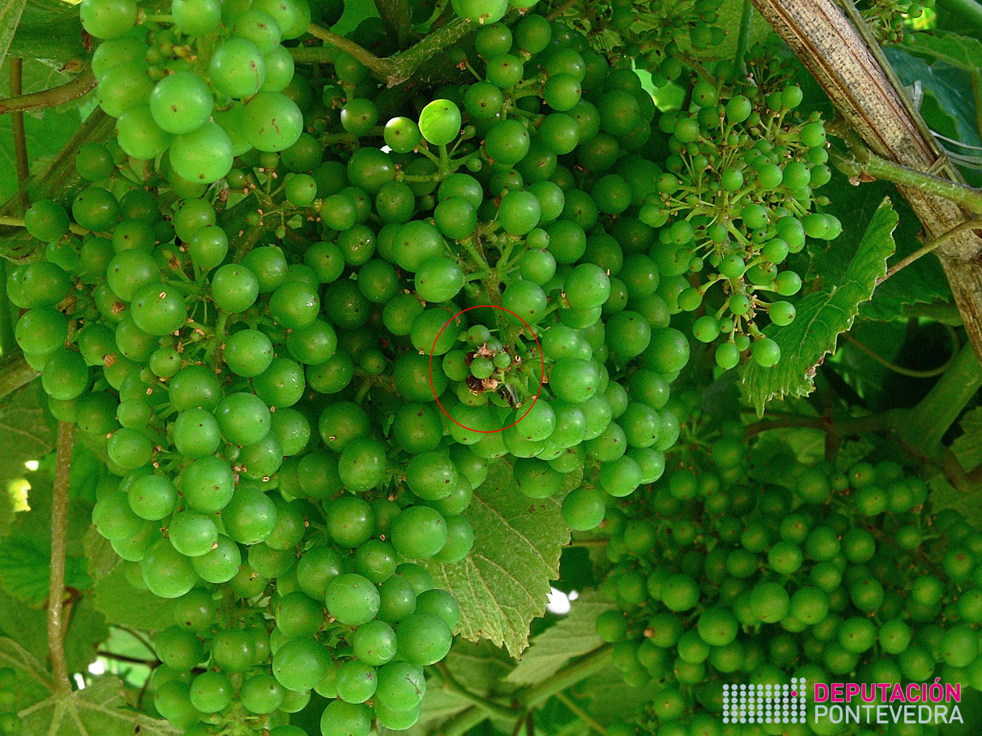 14xuñ17_A presenza de glomerulos esta estabilizada.jpg