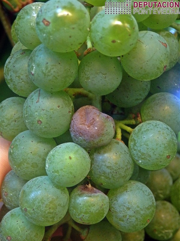 2ago17_Sintomsa eirugas couza.jpg