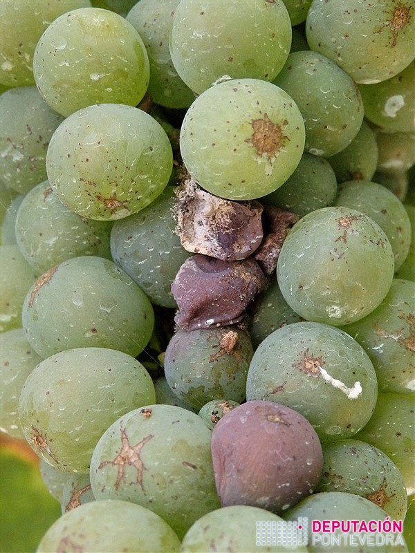 09ago17_Instalacion de botrite en Albariño.jpg