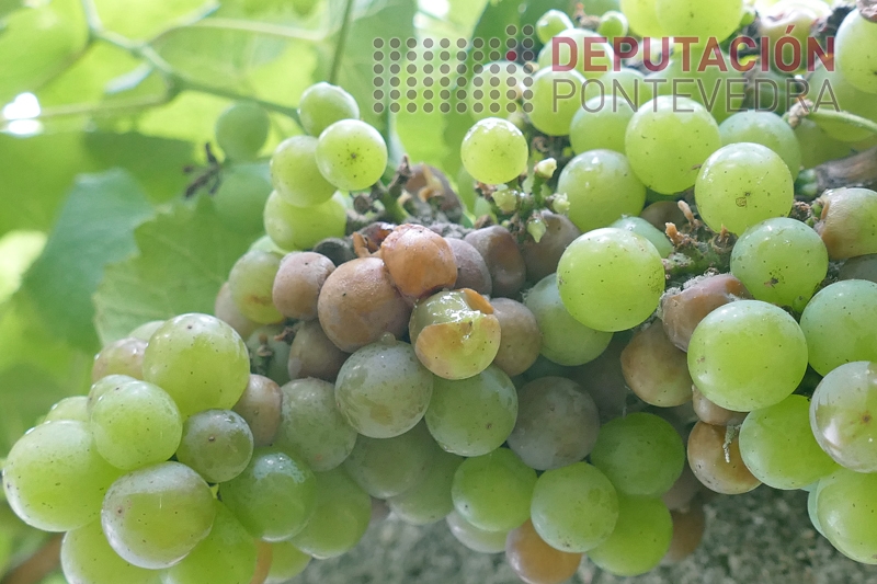 20230727_As podres aumentan nesta época 20230727_As podres aumentan nesta época