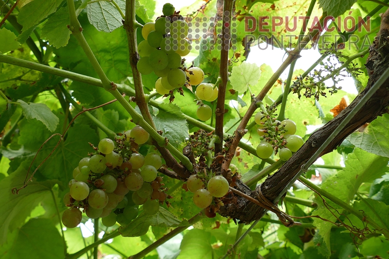 20230727_En certas variedades moitos danos por paxaros 20230727_En certas variedades moitos danos por paxaros