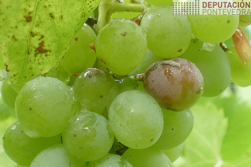 Instalación de botrite en gran con racho por choiva Instalación de botrite en gran con racho por choiva