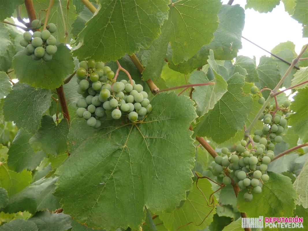 09ago17_Os rebuscos teñen bo tamaño de gran.jpg