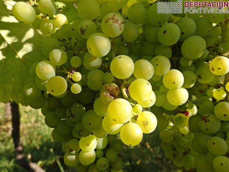 26xull17_Fisura en gran de Loureira.jpg