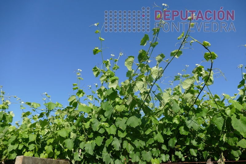 Algunhas viñas teñen exceso de vexetación Algunhas viñas teñen exceso de vexetación