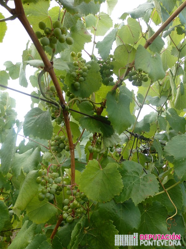 Nesta campaña a presenza de rebuscos é abundante.jpg