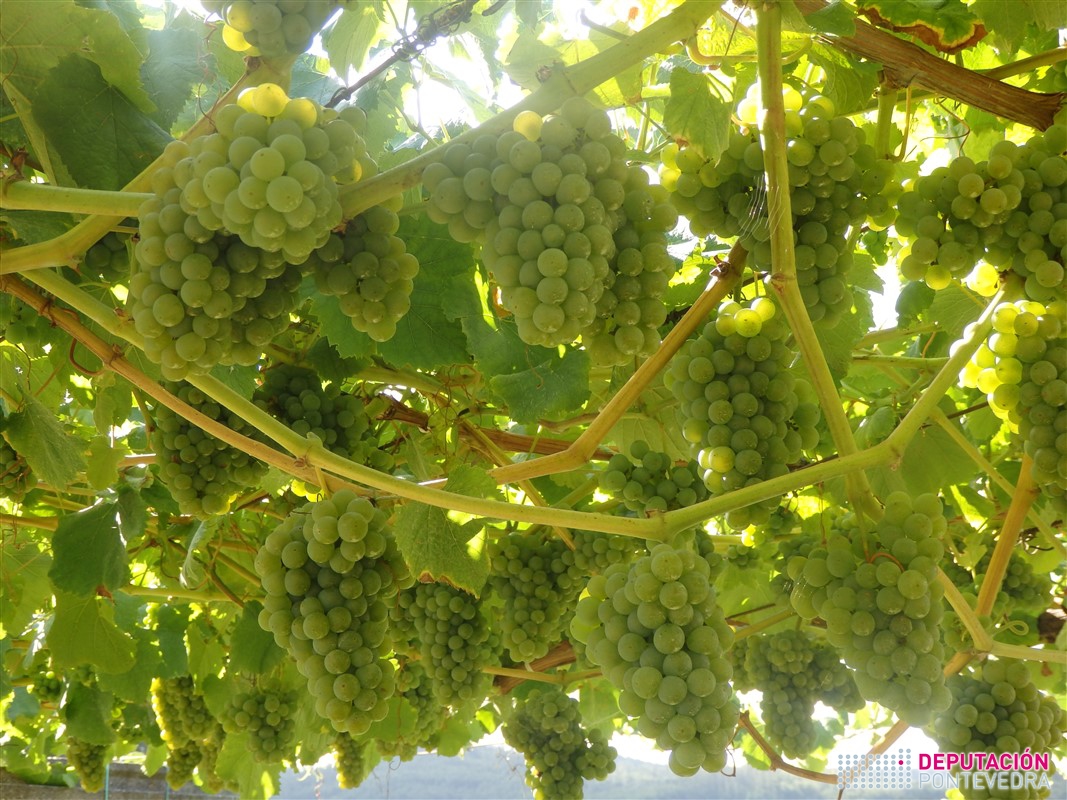 Viña cun esfollado demasiado intenso nas varas produtivas.jpg