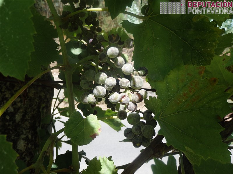 26xull17_Oidio en acio de tinta moi sensible.jpg