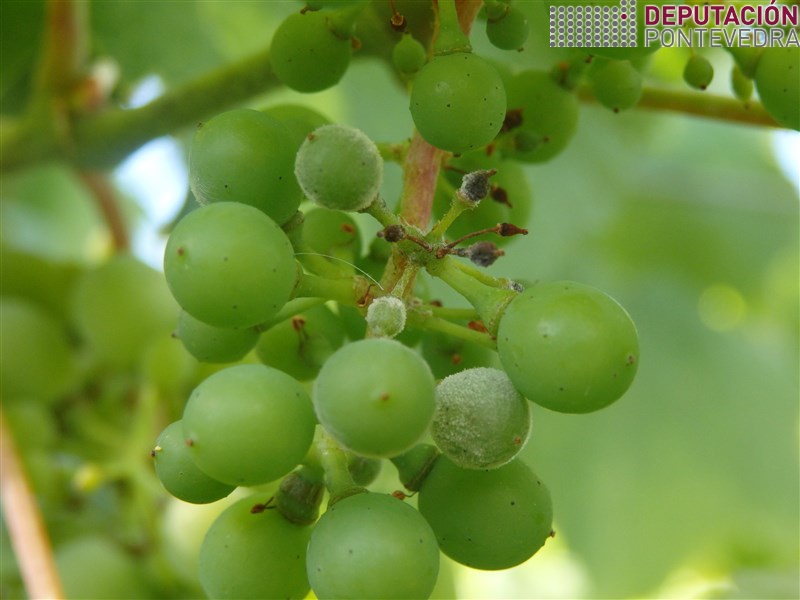 26xull17_Oidio en acio tardio.jpg