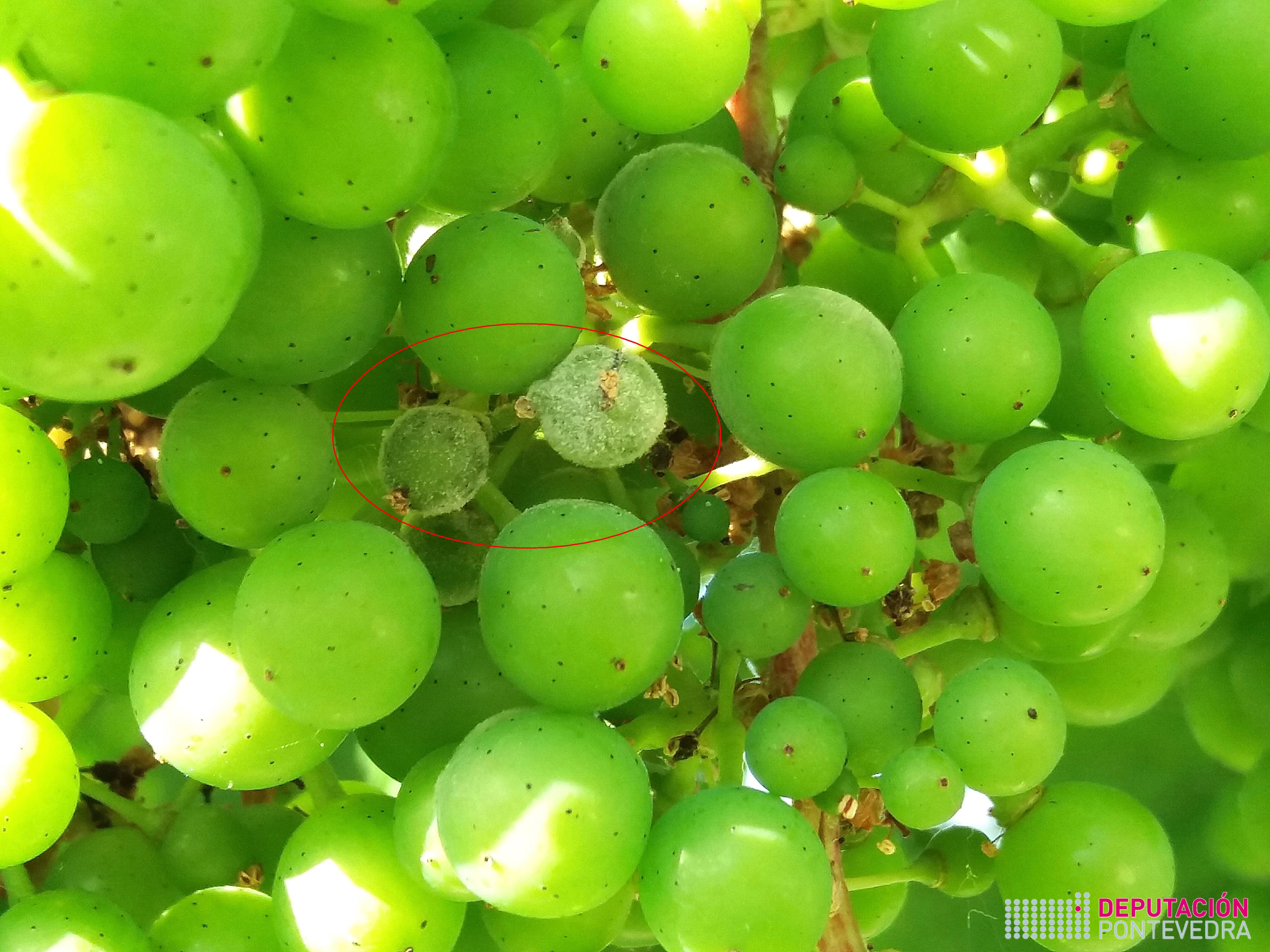 Gran de uva con oidio