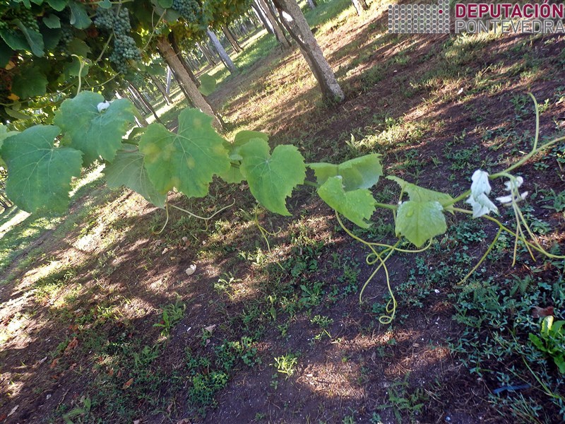 01ago17_Mildio en gromo novo.jpg