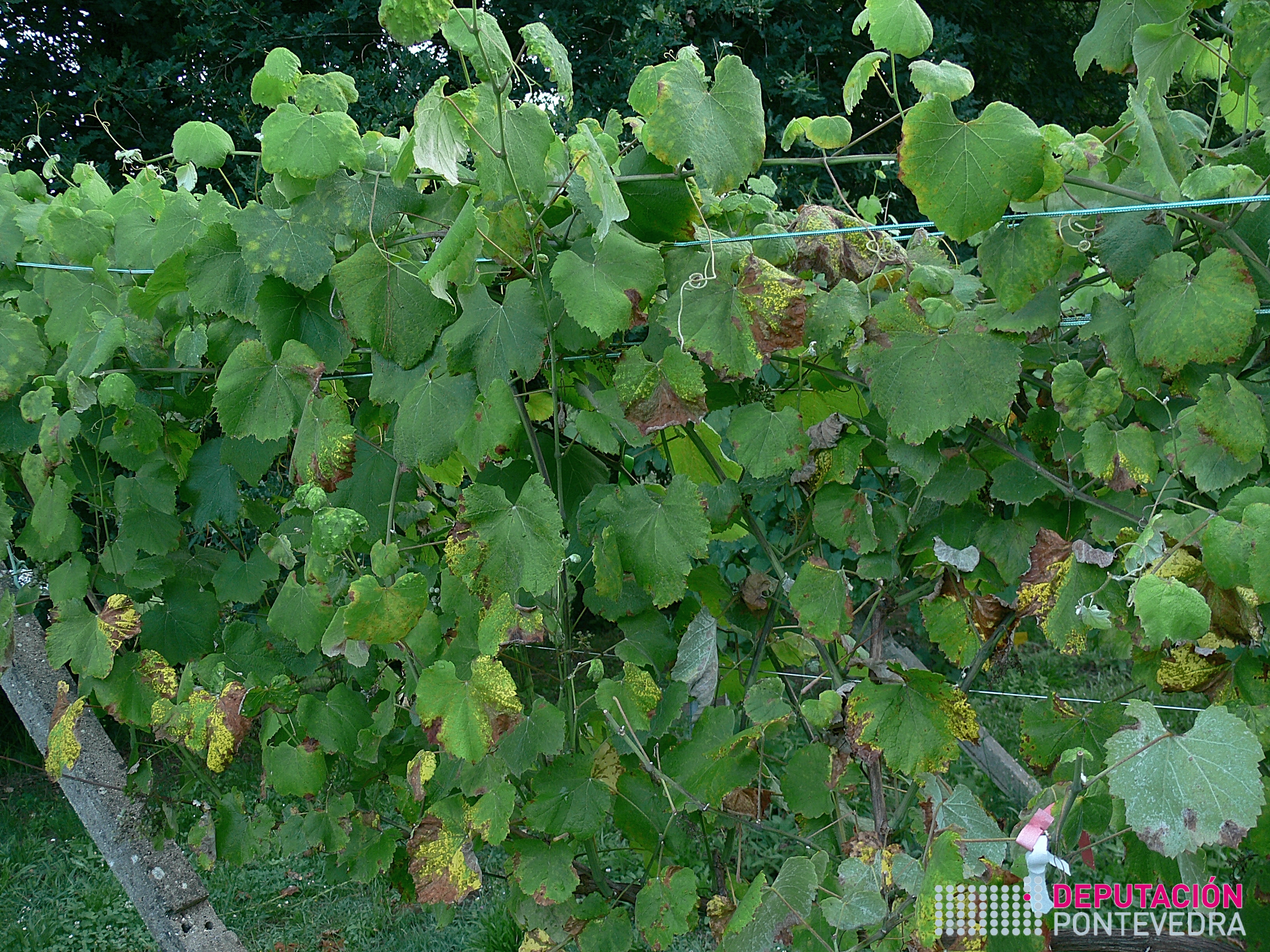 14xuñ17_ Vista parcial de parcela testemuña.jpg