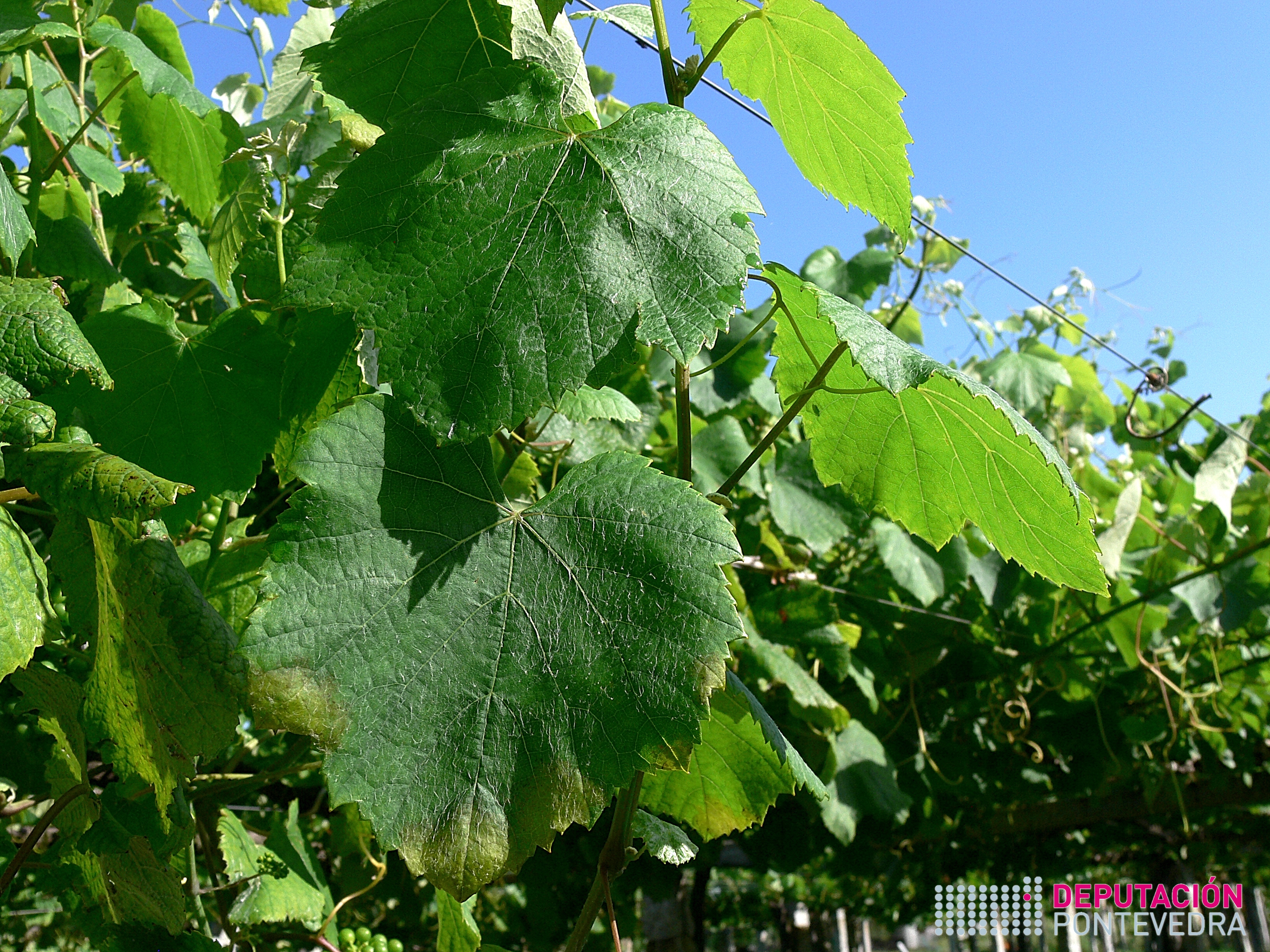 14xuñ17_Manchas en planta tratada.jpg