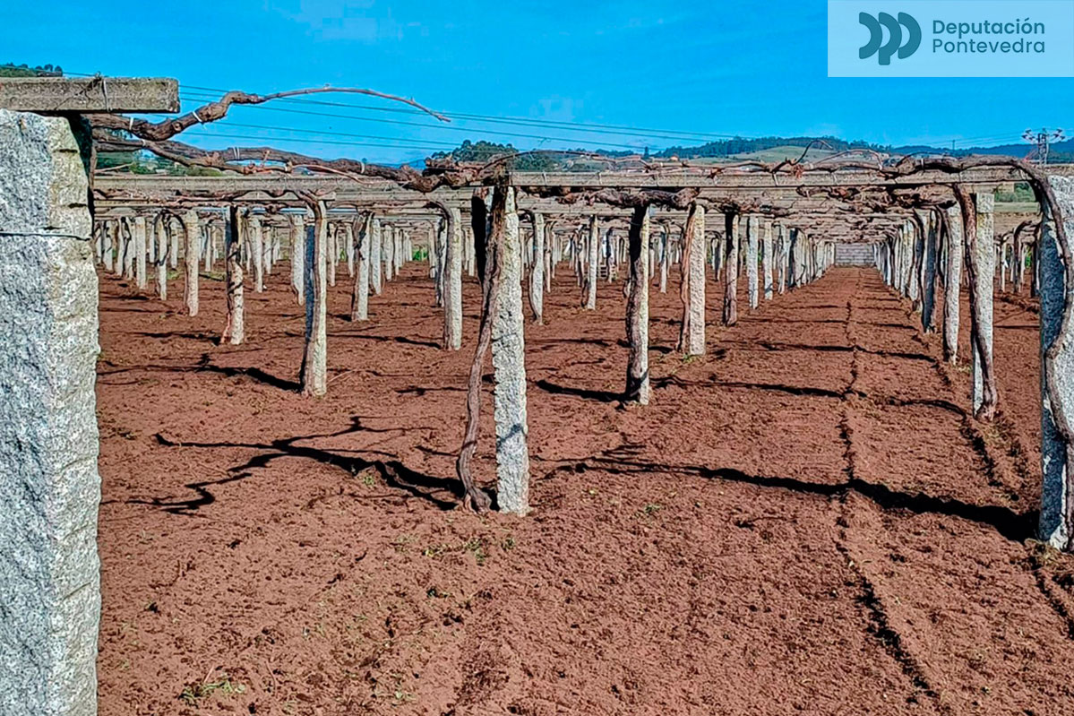 20230313_En-xeral-viñas-pouco-brotadas-marzo.jpg