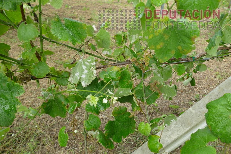 20230531_Aspecto dunha planta testemuña 20230531_Aspecto dunha planta testemuña