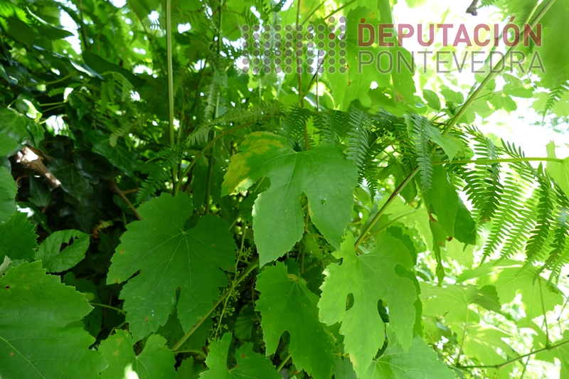 20230531_Folla de viña abandonada con mildiu 20230531_Folla de viña abandonada con mildiu