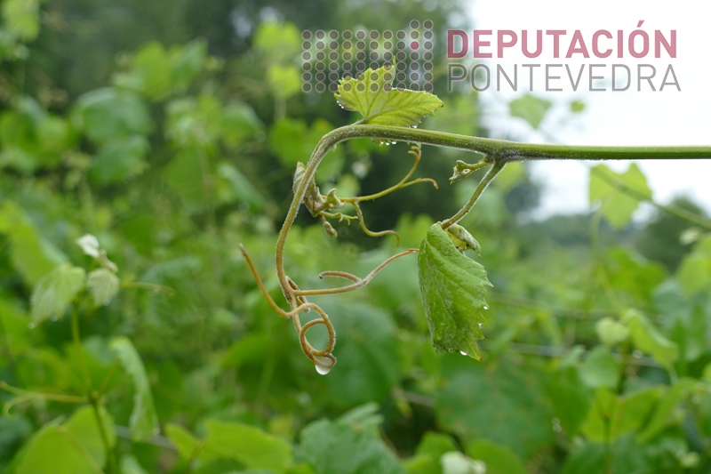 20230531_Pampo con mildio 20230531_Pampo con mildio