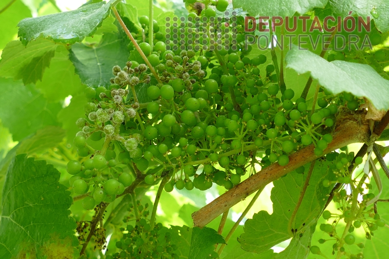 20230531_Parte de acio afectada de mildio 20230531_Parte de acio afectada de mildio