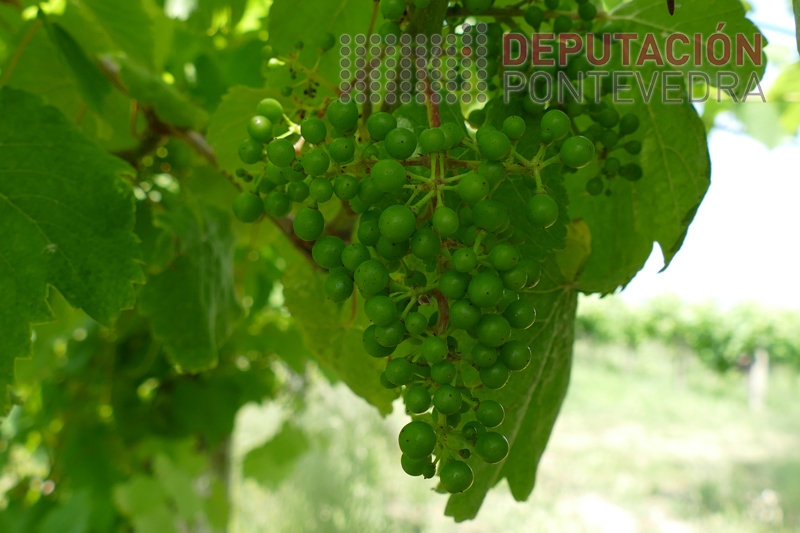 20230601_Acio grans mais desenvolvidos 20230601_Acio grans mais desenvolvidos