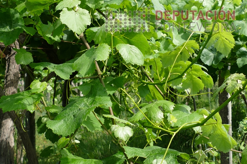 20230601_Brotes novos completamente sas 20230601_Brotes novos completamente sas