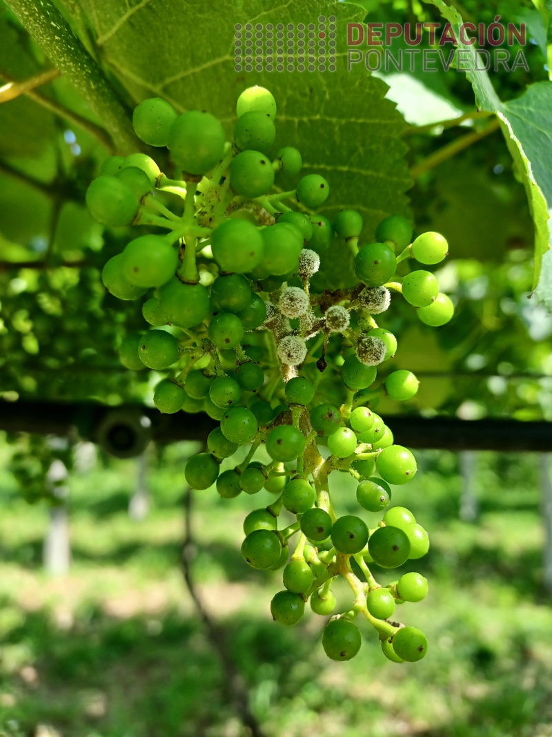 20230614_Pouco_mildio_tamen_en_vina_en_ecoloxico.jpg
