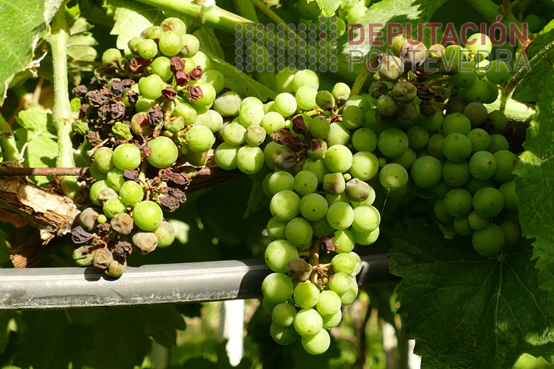 20230705_Diferente grao de secado de uvas con larvado